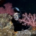 coral_soft_lw_tam_h_0192_bal3789.jpg